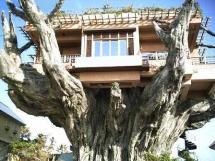 tree house